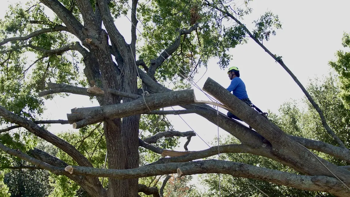 Professional Crown Thinning performed by certified arborists in Modesto