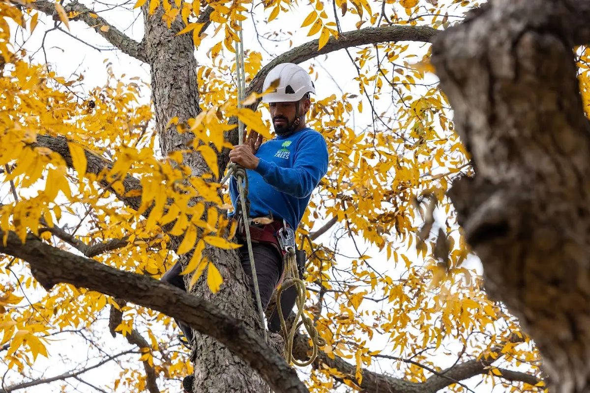 Skilled Tree Transplanting crew working in Modesto